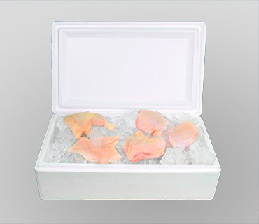 CAJA TÉMRICA 10.5 lt